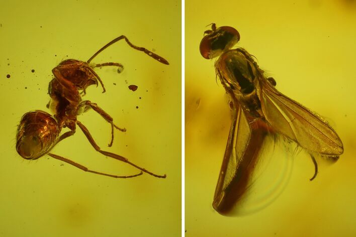 Fossil Ant (Formicidae) & Dance Fly (Empididae) in Baltic Amber #145473